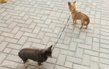 AKTUALIZOVÁNO: Čekání na Godota nebo na páníčka? Psí dvojka čekala u Senima marně