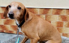 Hledáme domov #31: Podívejte se na pejsky, kteří hledají domov