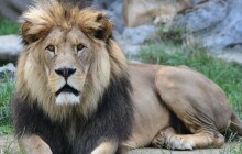 Král je mrtev. V Zoo Olomouc uhynul lev Šimon