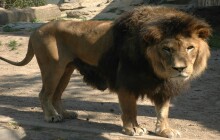 Highlighty týdne: Otevření bunkru a úmrtí lva Šimona (14.2. – 20.2.)