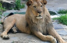 Nový král nebude sám, do Zoo Olomouc přicestuje samice lva berberského