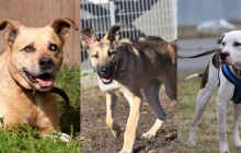 Hledáme domov #32: Tři chlupáči čekají na nového páníčka