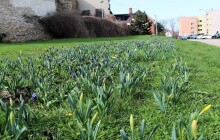 Přerovské trávníky budou hrát na jaře všemi barvami