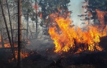 Highlighty týdne: Bomba na poště a požár lesa (14. - 20. 3.)