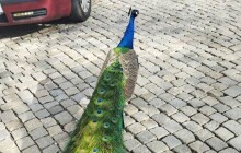 Páv se procházel ulicemi Olomouce, zahnala ho policejní rojnice