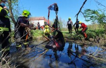 Kůň při projížďce zapadl do bahna v potoce. Na pomoc museli přijet hasiči