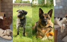 Hledáme domov #35: Tentokrát hledá domov zvířecí čtveřice