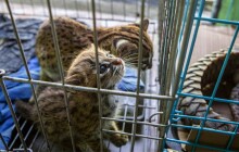 Čeští ochranáři pomohli dopadnout pašeráka zvířat, vše zaznamenala terenní zooložka ze Zoo Olomouc