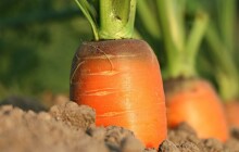 Zelináři: Farmářské ceny zeleniny stagnují, ceny v obchodech rostou