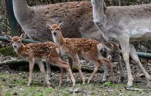 V přírodě vyhubený, v Zoo Olomouc se rozmnožil! Sika vietnamský.