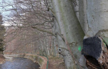 Několik stromů z Aleje nářků půjde k zemi. Posudek ukázal jejich špatný stav