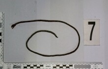 Na krk mu hodil smyčku a několik minut jej vláčel. V Přerově došlo k pokusu o vraždu