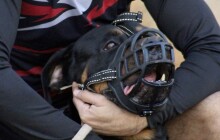 Kousání do lýtek, útok do oblasti trupu a hlavy. Volně pobíhající pes napadl  člověka