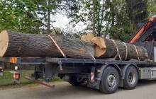 VIDEO: Obří kmeny pro šelmy. Zoo žádá o další