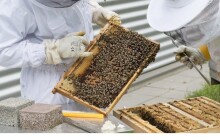 Podpora pro včelaře. Kraj rozdá sedm set tisíc korun