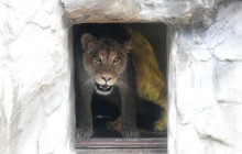 Zoo Olomouc má novou lví samici, dorazila až ze Švýcarska