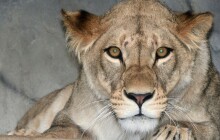 Lvice Ayo se pomalu rozkoukává v Zoo Olomouc. Ošetřovatelé nechtějí nic uspěchat