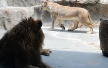 První rande lvů v Zoo Olomouc. Samec Thembi o Ayo projevoval zájem