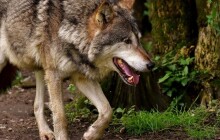 V Rychlebských horách se podle odborníků potulují nejméně dva vlci