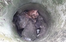 Záchrana bobra, kačen s káčaty či pejska ve skruži. Také to je práce hasičů Olomouckého kraje