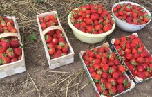 Jahodové plantáže na Hané zaplnili sběrači, pěstitelé očekávají dobrou úrodu