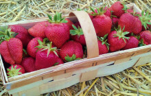 Ve Skrbeni startuje ve čtvrtek samosběr jahod. Kolik bude stát kilo?