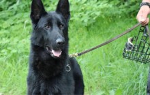 Strážníci v Jeseníku mají nového parťáka. Je jím pes Queen