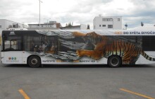 Ulicemi města se prohání tygr ze Zoo Olomouc. Další originální polep se chystá