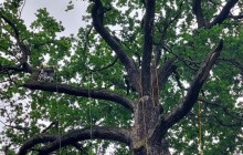 Král z Grygova prošel lékařskou prohlídkou. Památný dub za sebou má zdravotní řez