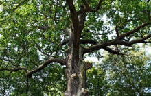 Odborníci ořezali na památném dubu u Olomouce větve, aby nepadaly na trať