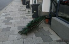 Highlighty týdne: Vandalem je páv a Romská pouť na Svatý Kopeček