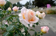 Festival Vyznání růžím přinese bohatý program i oslavy výročí olomouckého rozária