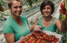 SOUTĚŽ: Vyhrajte velkou bedýnku plnou voňavých a chutných rajčat a salátových okurek od Čerstvě utrženo