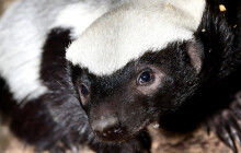 Medojedům se v olomoucké zoo daří, nové mládě zatím matka střeží