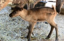 Radost u sobů. Podívejte se, jak mláďata vypadají