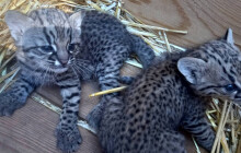 Zoo Olomouc má nový přírůstek. První mláďata kočky slaništní se ještě schovávají