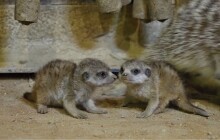 Surikatí přírustky v Zoo Olomouc. Zvířecí rodina mláďata zahřívá