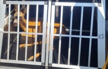 Srnec na návštěvě Olomouce. Strážníci posloužili jako taxi při návratu domů