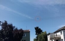 Nevšední zásah hasičů. Z drátů elektrického vedení museli zachraňovat chameleona