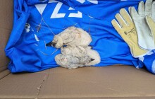 Zachráněným čápatům z Šumperska se daří, připravují se na návrat do přírody