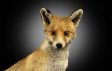 Muzeum nabízí virtuální galerii. Obsahuje 3D modely