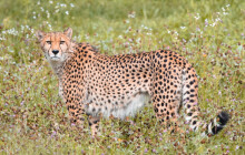 Highlighty týdne: Rekord v Hranické propasti, nízká porodnost a úhyn geparda Dumy