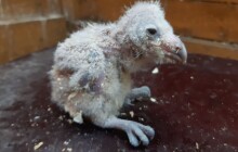 Zoo Olomouc navrací sovu pálenou do volné přírody. Používá k tomu speciální metodu