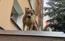 Z okna vypadl čtyřnohý mazlíček. Zasahovat museli strážníci