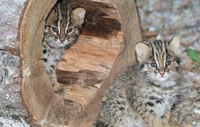 Koťatům kočky krátkouché se daří. Zoo Olomouc má tři přírůstky
