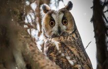 Přerovany překvapilo noční hvízdání, ve městě se usadil kalous ušatý