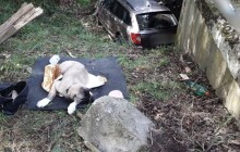 Hasiči zachránili řidičku i jejího psa. Ke zvířeti přivolali veterináře