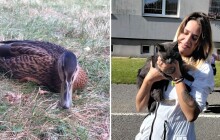 Strážníci zachránili kachnu. Hasiči zase vytáhli kocoura z větrací šachty atomového krytu.