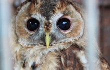 Kraj změnil podmínky dotace záchranných stanic. Cesta k penězům bude jednodušší