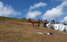 Koně do jesenických kopců. Obnova horských trávníků se daří i díky nim